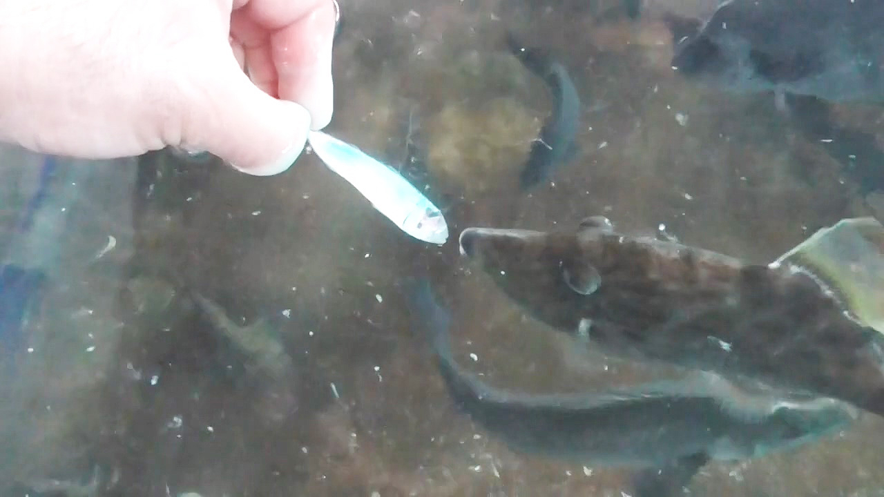 暂养着的海鲜,养出了感情,舍不得吃!